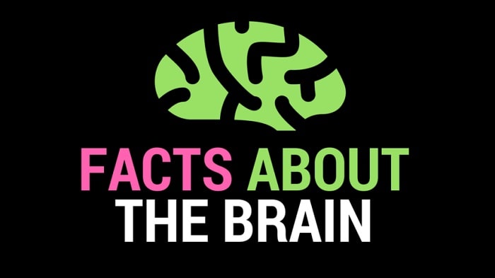 Learning & Human Brain
